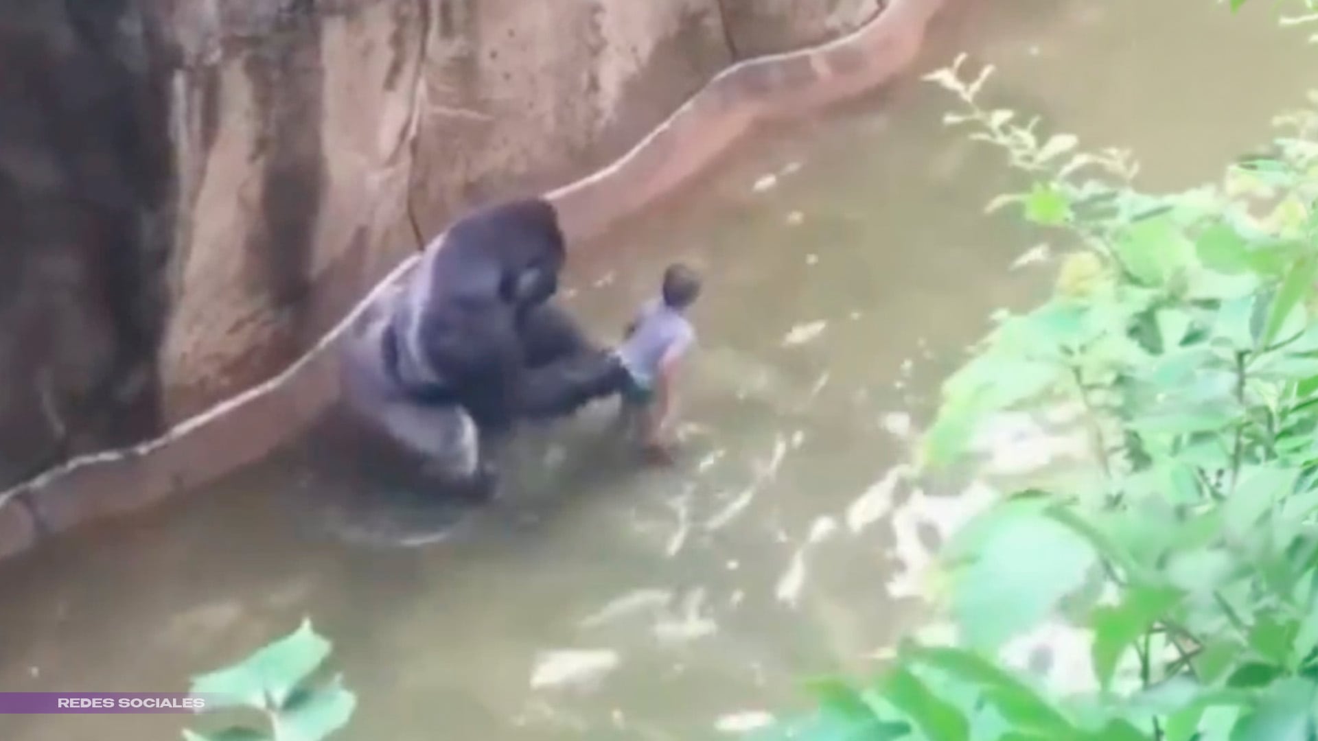 La historia detrás del video viral del niño y el gorila Harambe en Cincinnati