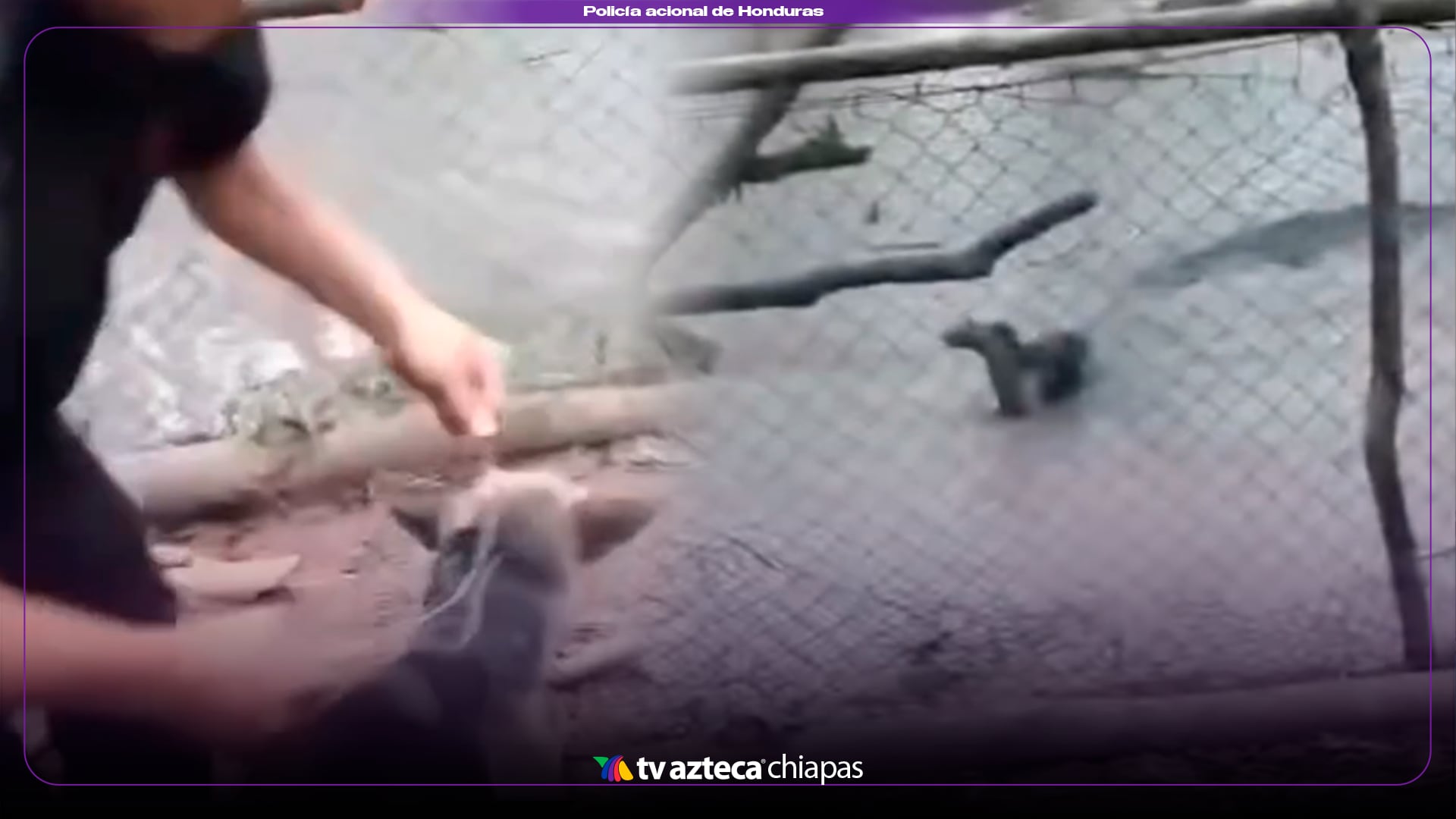 VIDEO SENSIBLE: Guardia lanza un perrito indefenso a los cocodrilos ¡Se lo devoraron vivo!