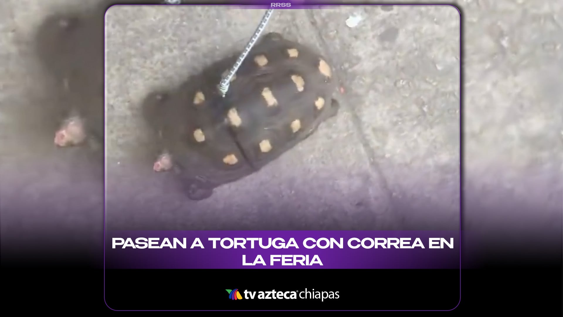 PASEAN A TORTUGA CON CORREA EN LA FERIA