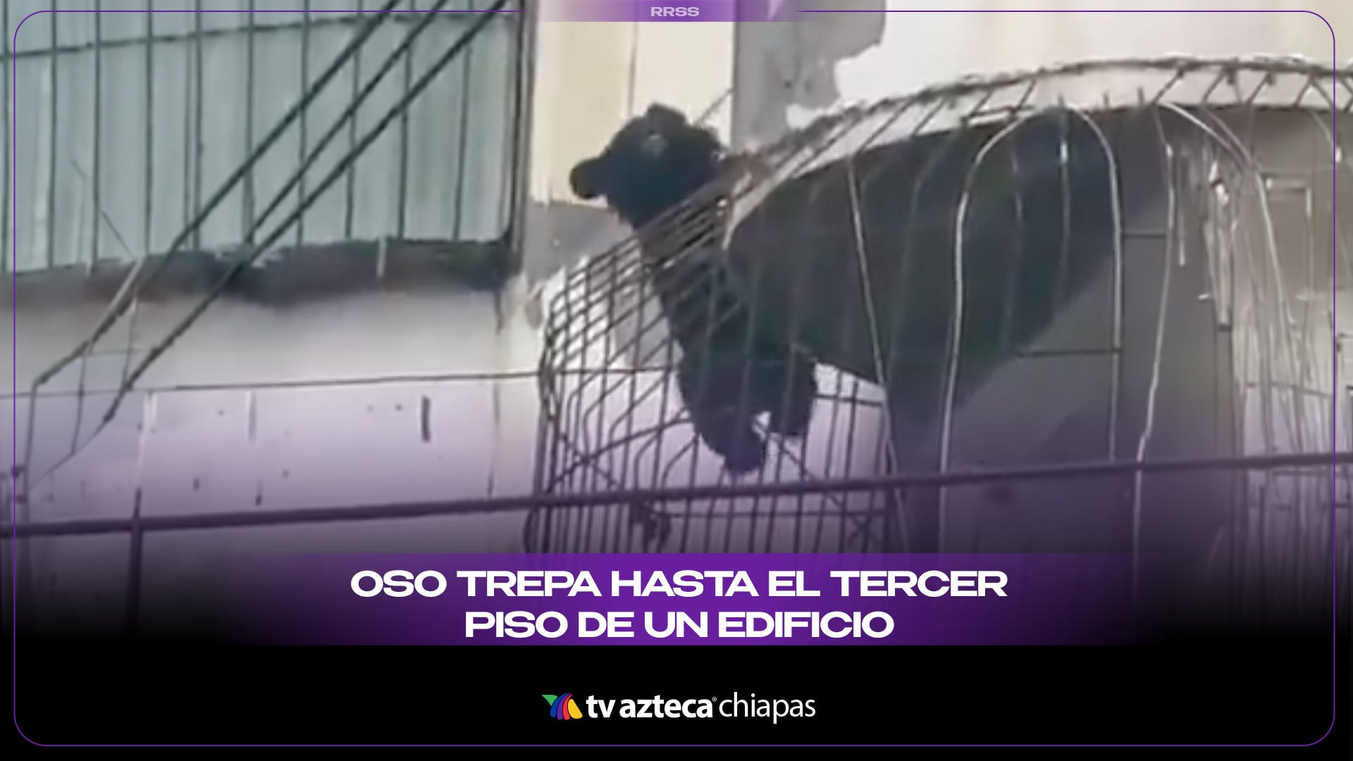 OSO TREPA HASTA EL TERCER PISO DE UN EDIFICIO