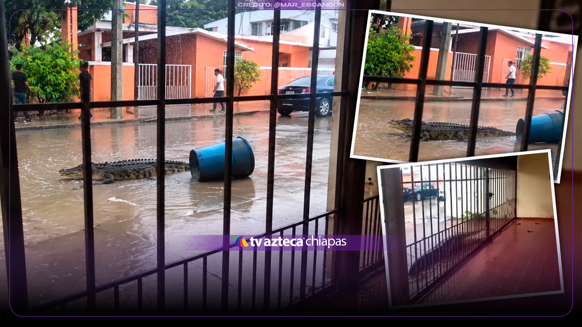 VIDEO: Captan enorme cocodrilo afuera de una casa tras la intensas lluvias en Ixtacomitán
