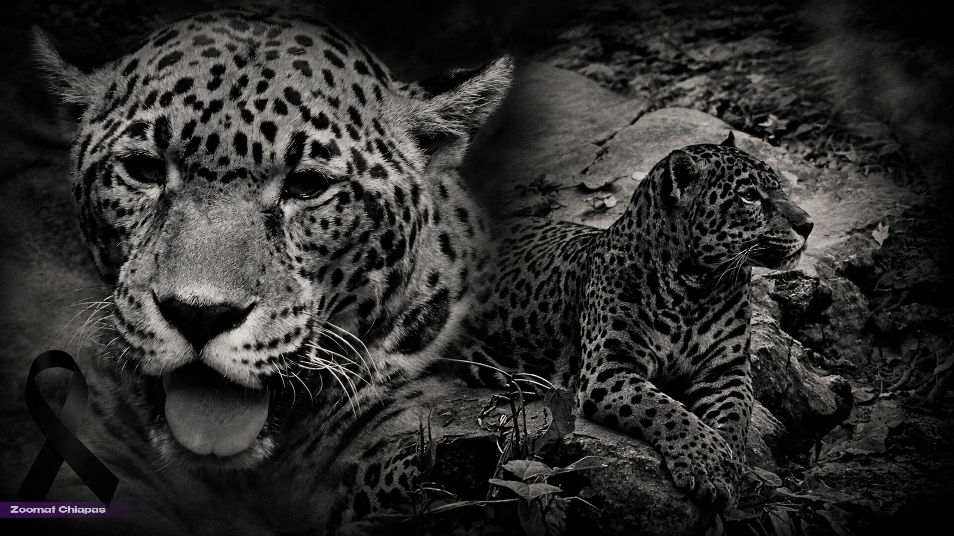 ¡Chiapas de Luto! El último adiós para Gaby, la emblemática jaguar de Tuxtla