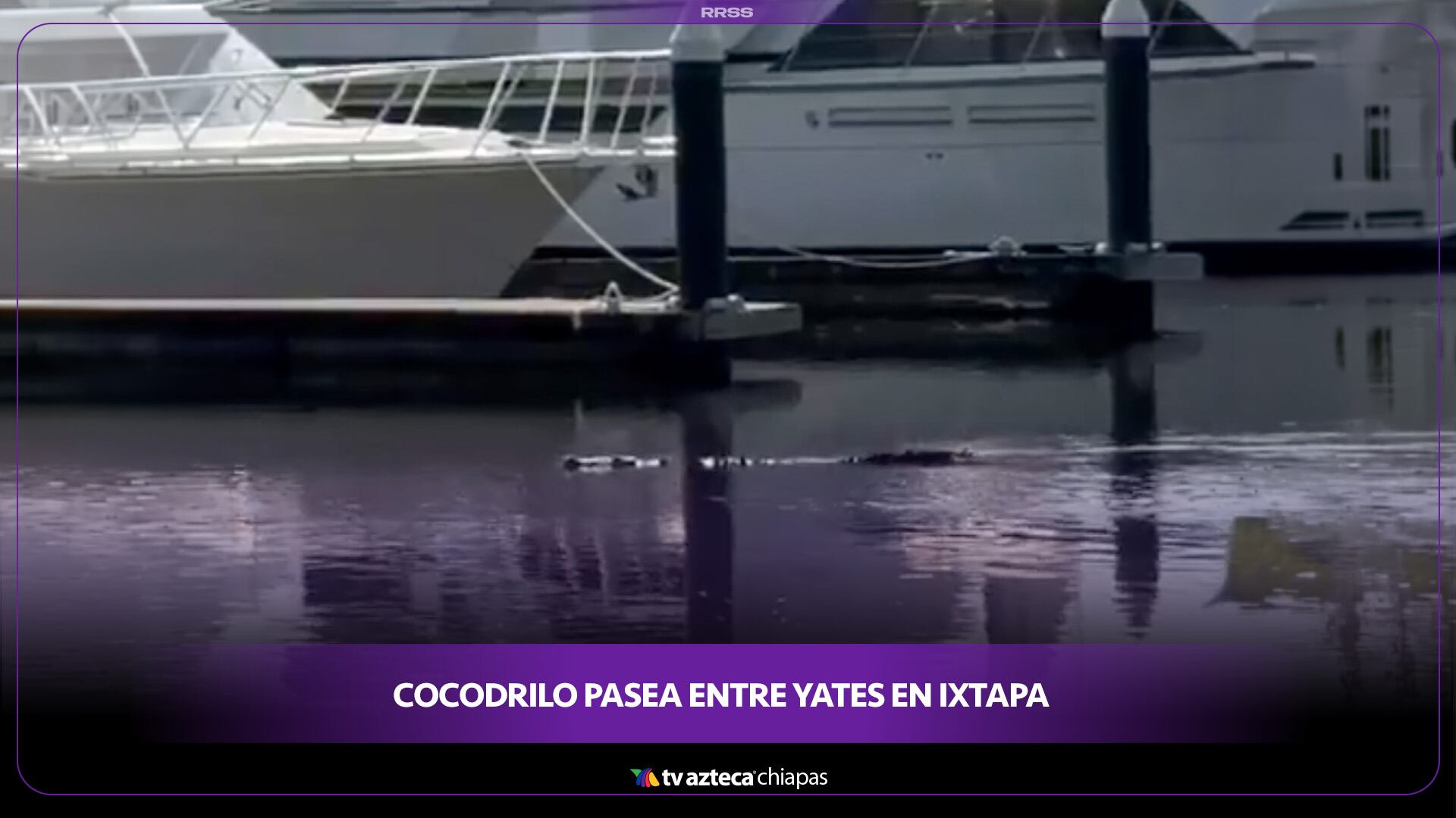 COCODRILO EN IXTAPA