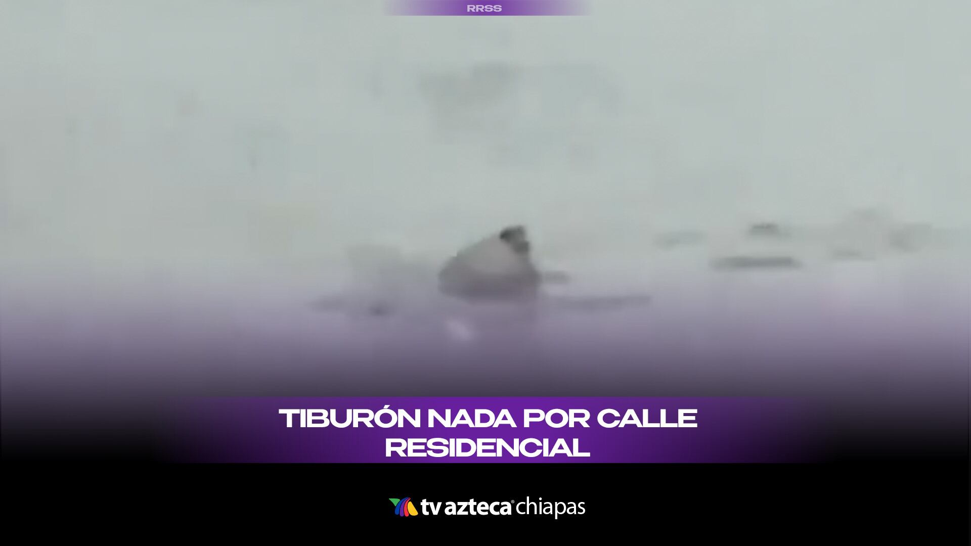 TIBURÓN NADA POR CALLE RESIDENCIAL