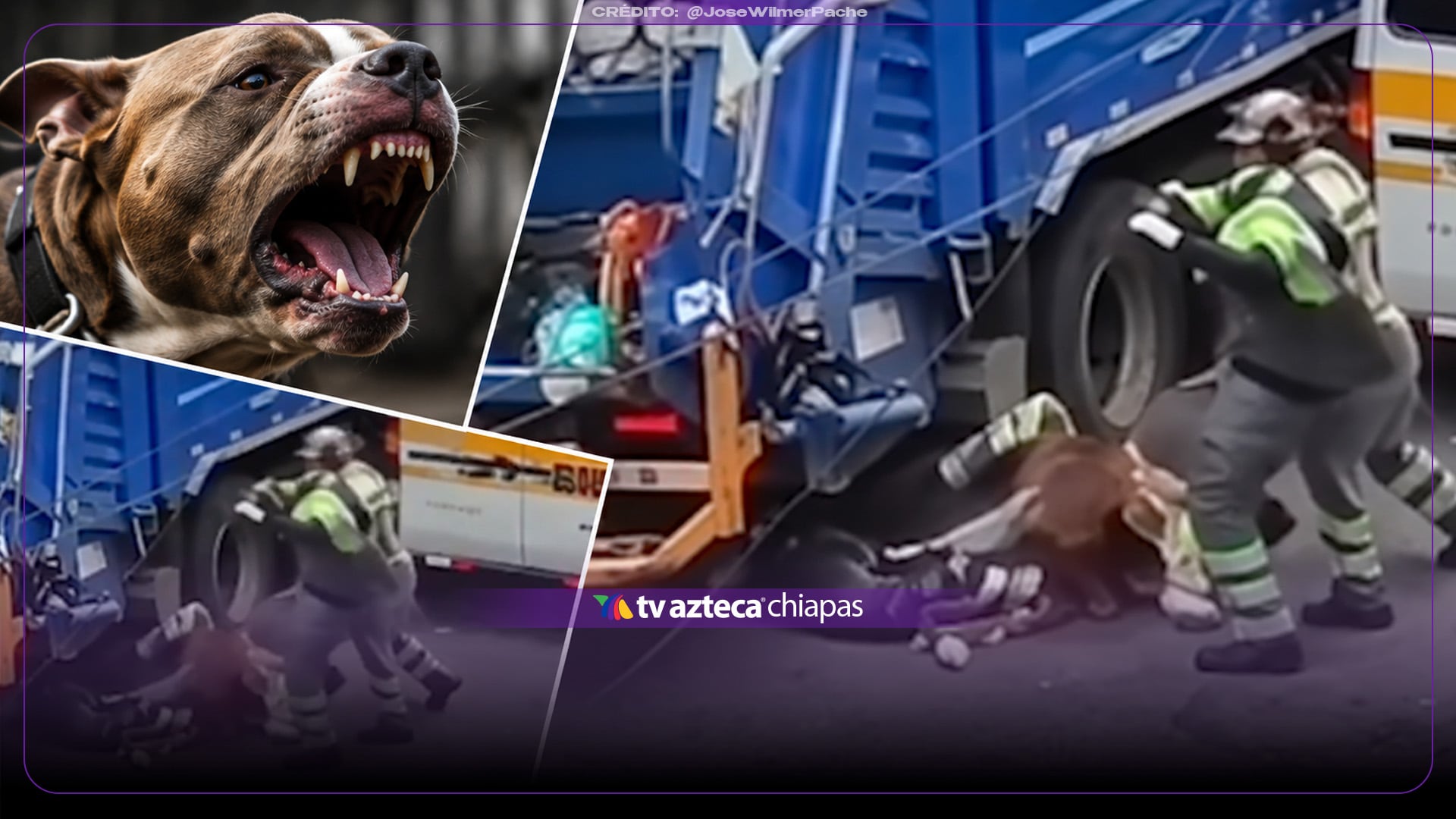 VIDEO: Perro pitbull ataca a recolector de basura mientras realizaba su trabajo