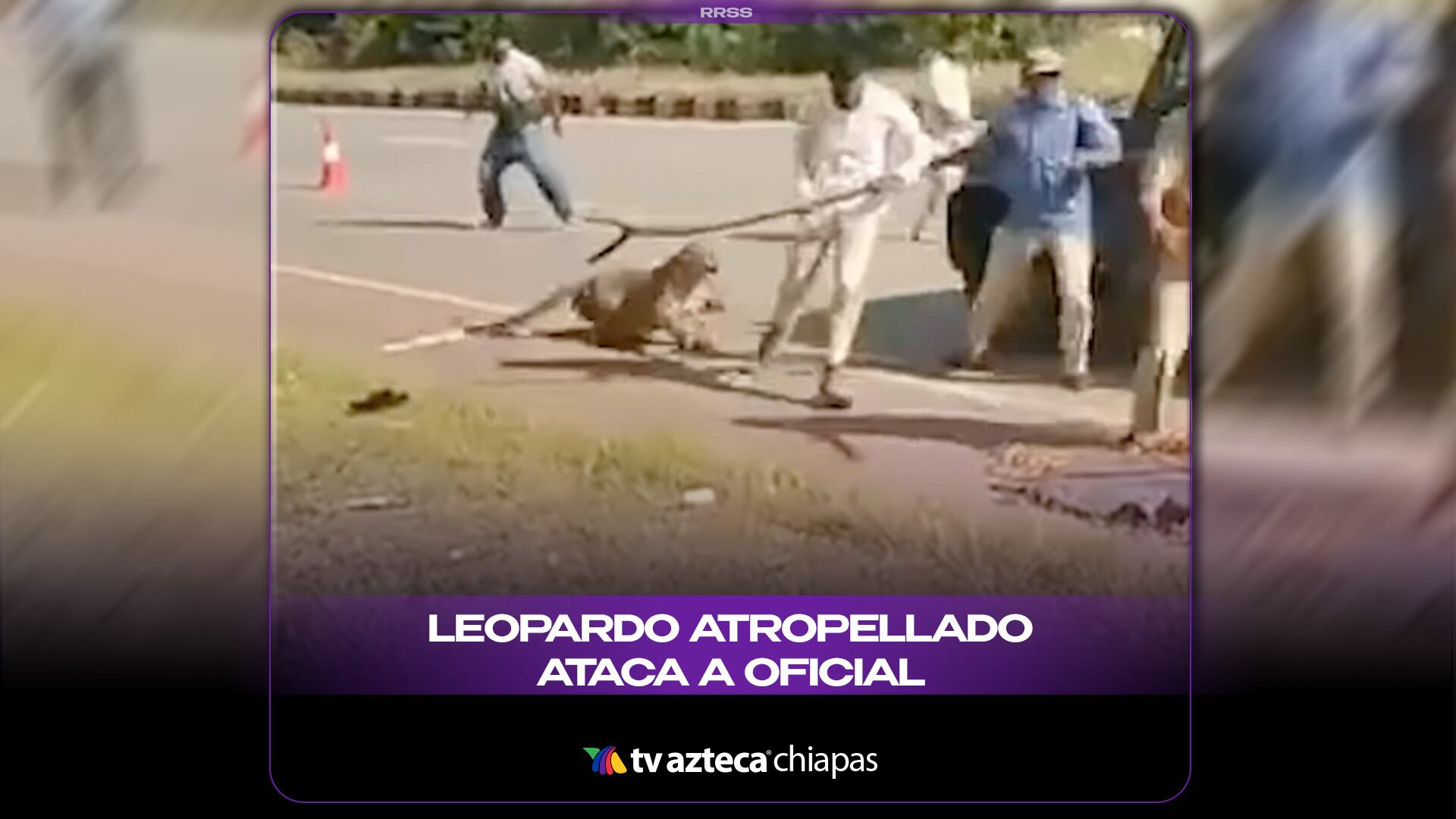 LEOPARDO ATROPELLADO ATACA A OFICIAL