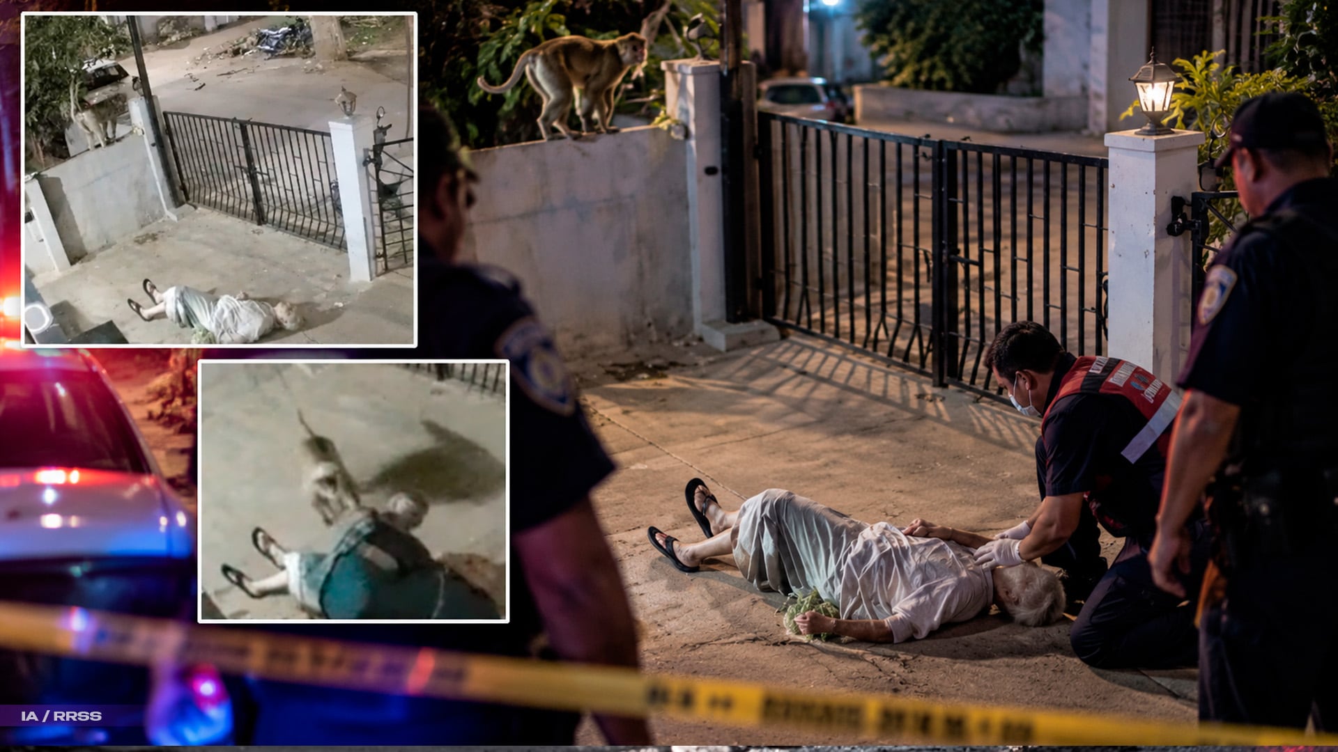 VIDEO|¡Mono asesino! Esposa de famoso escritor muere tras ataque animal
