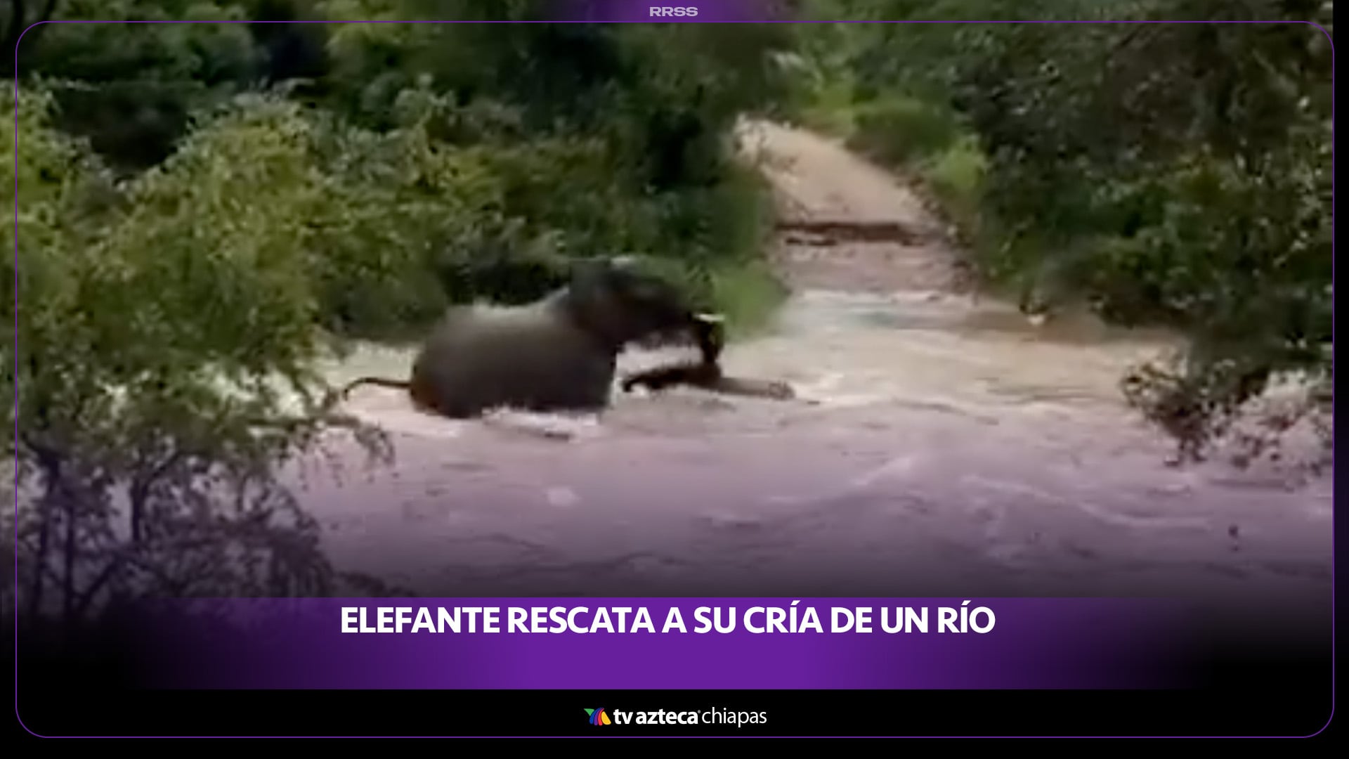 ELEFANTE RESCATA A SU CRÍA DE UN RÍO