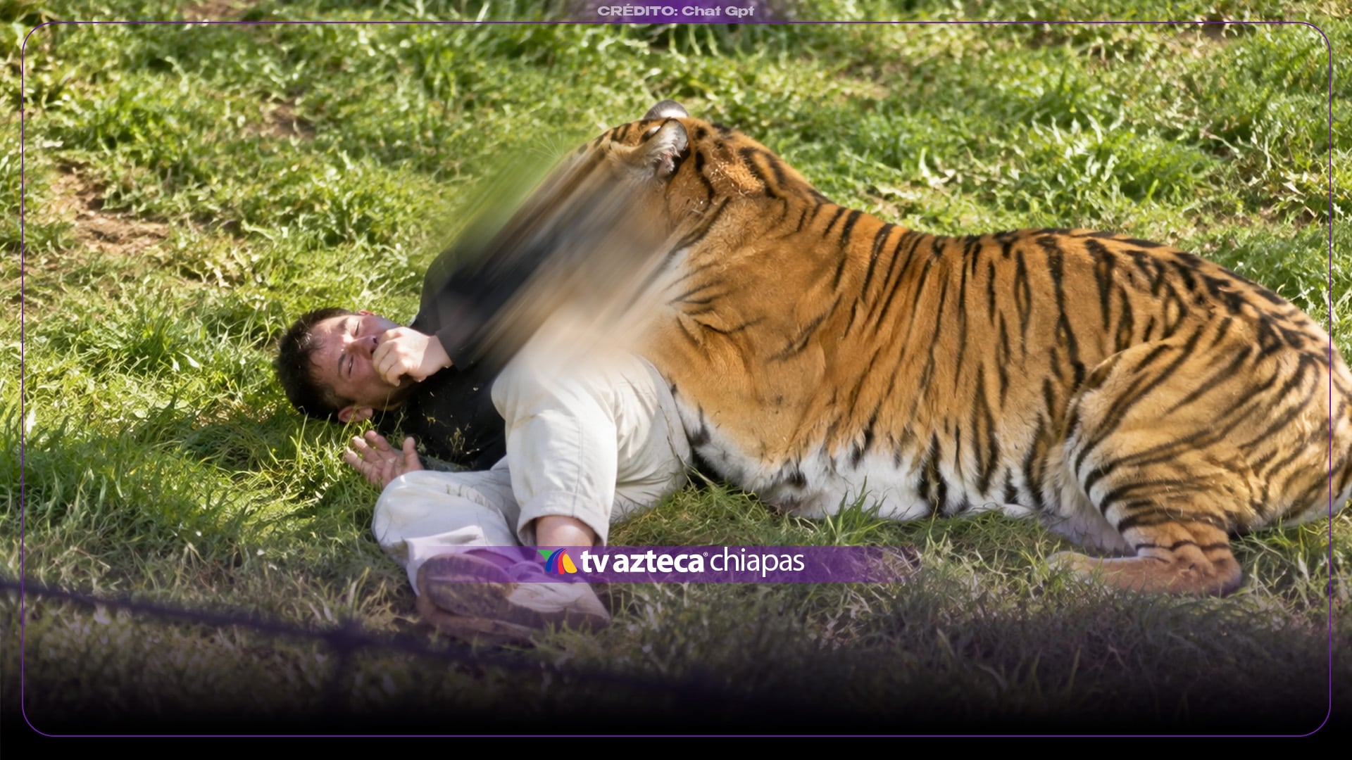 VIDEO: ¡IMÁGENES FUERTES! Filtran nuevo ángulo del momento en el que hombre es atacado por un tigre 