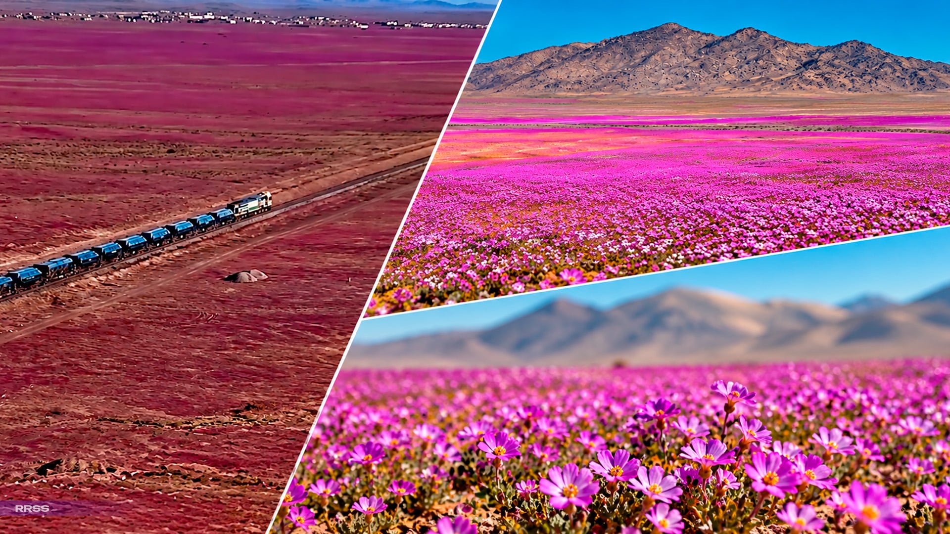 ¡De arena a flores! Desierto se transforma en paisaje florido tras las intensas lluvias