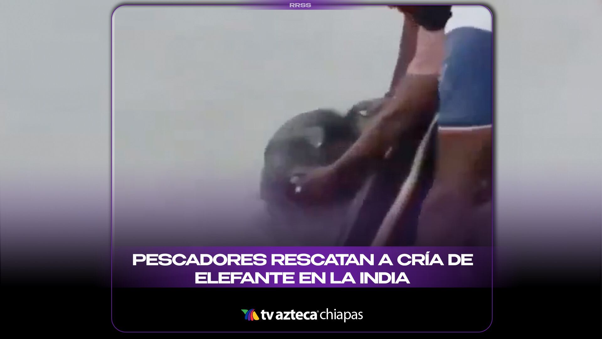 PESCADORES RESCATAN A CRÍA DE ELEFANTE EN LA INDIA