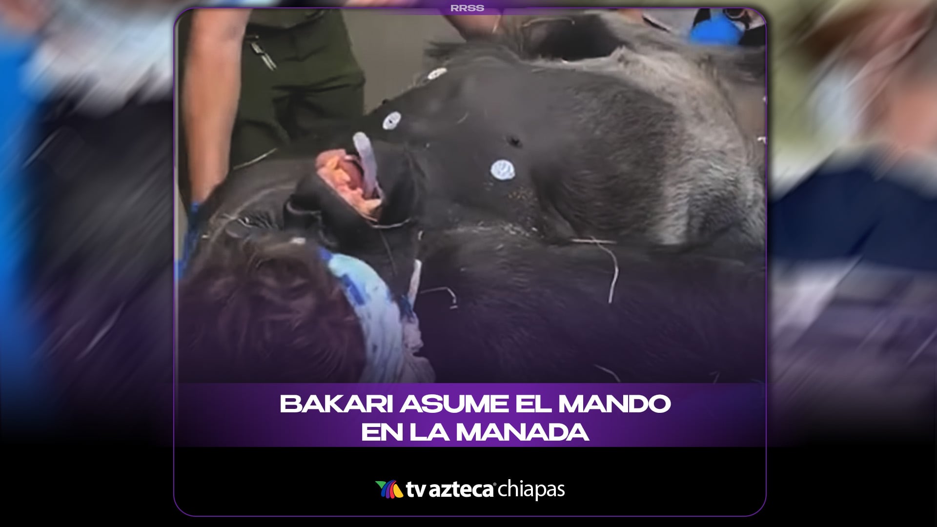Bakari: el nuevo gorila de espalda plateada que lidera la manada