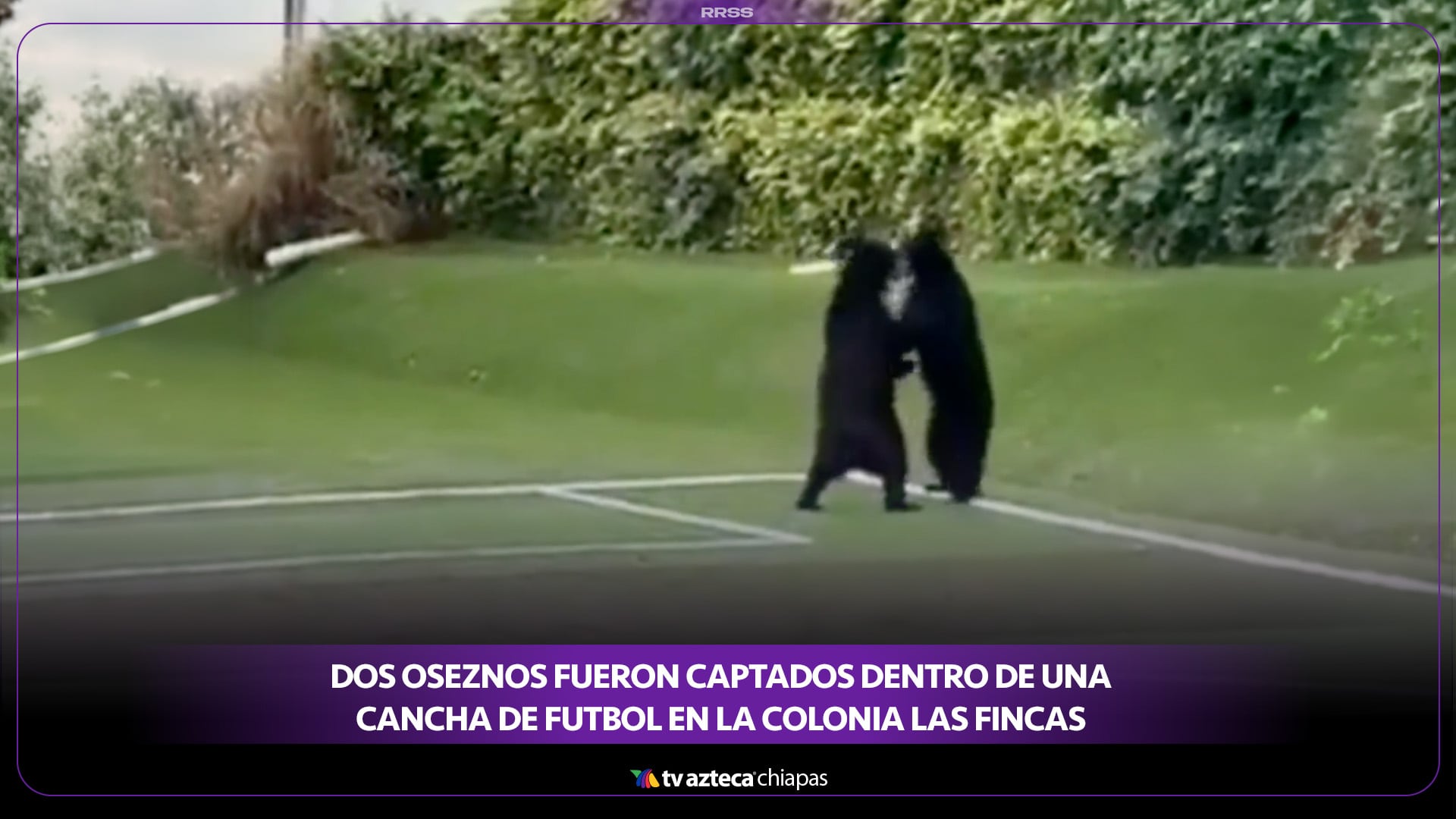 VIDEO: Captan a dos osos negros jugando en cancha de futbol en Nuevo León