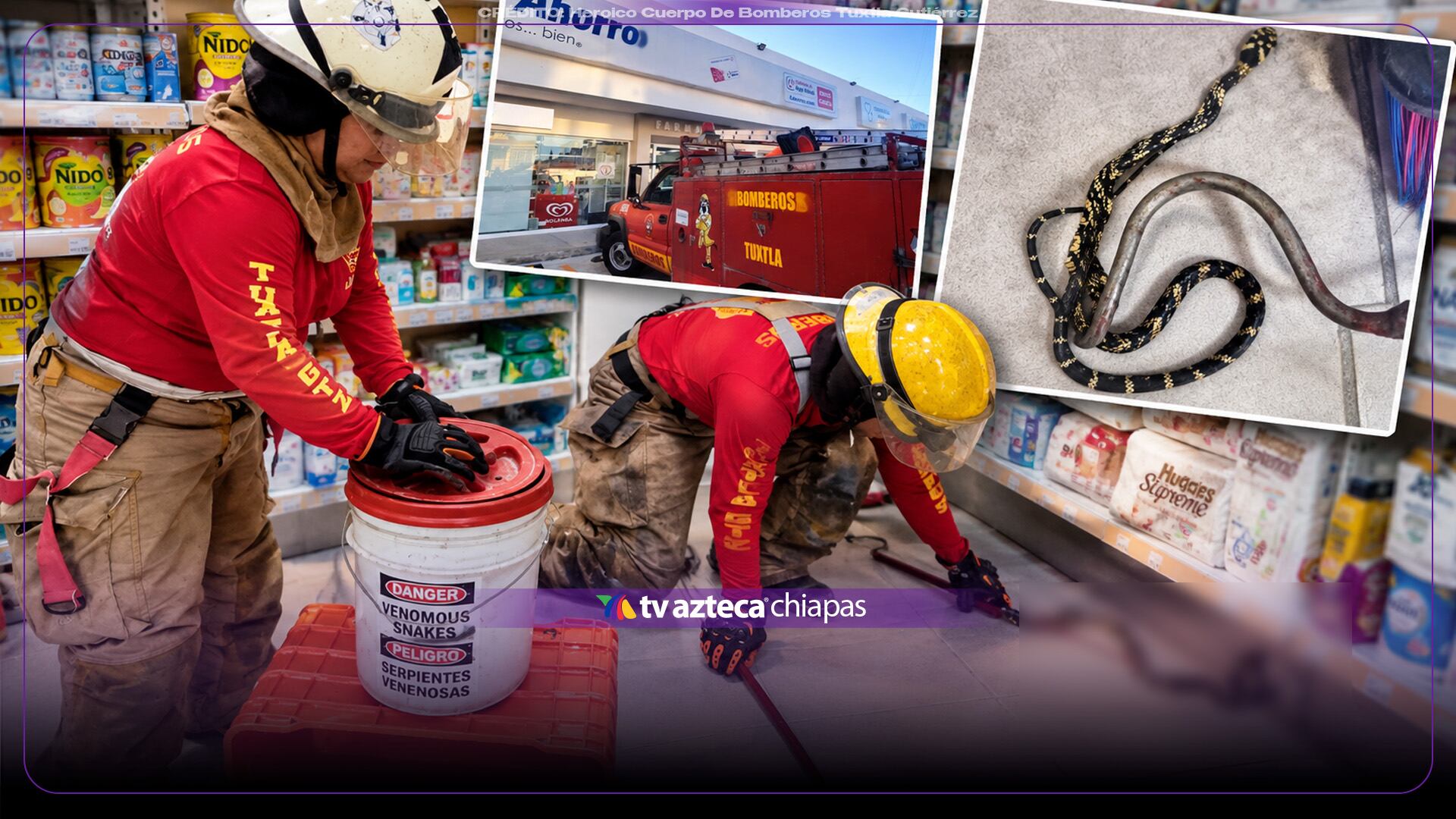 ¡De impacto! Enorme culebra tigre aparece dentro de una farmacia en Tuxtla