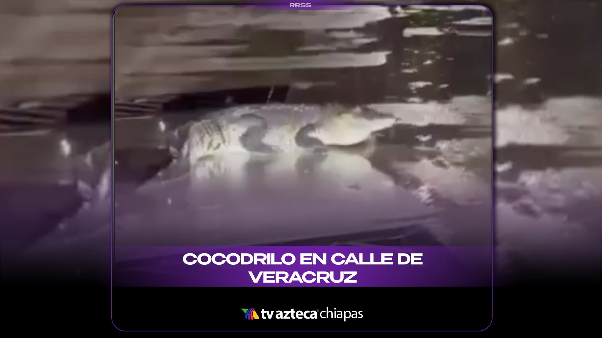 COCODRILO EN CALLE DE VERACRUZ