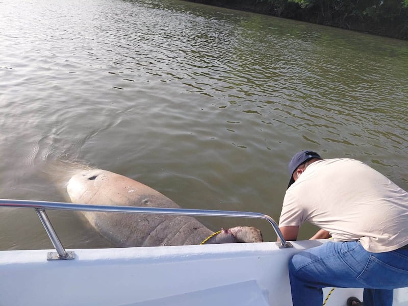 Manatí Jonuta