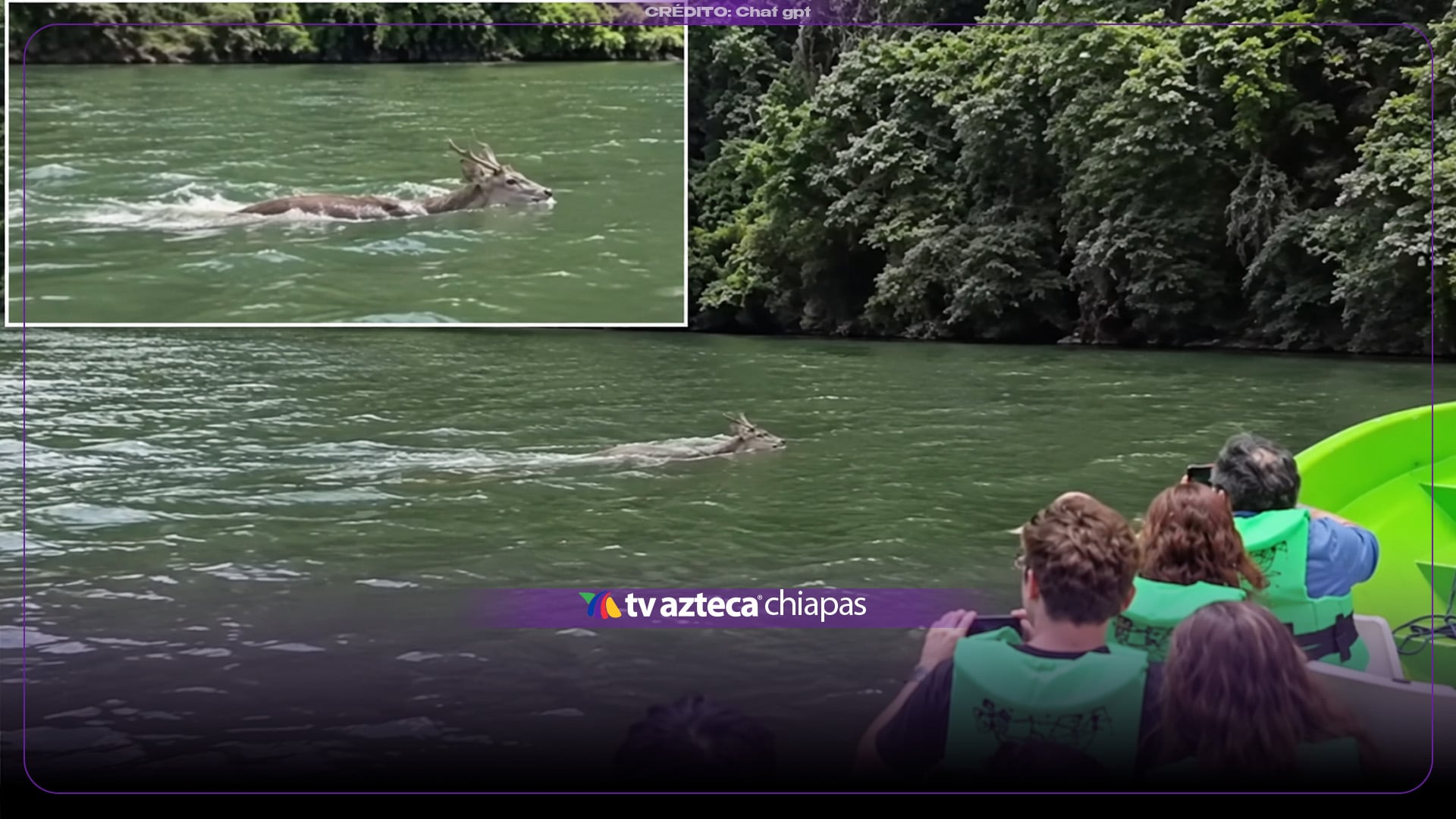VIDEO: ¡No lo podían creer! Turistas captan a un venado cruzando a nado el Cañón del Sumidero 