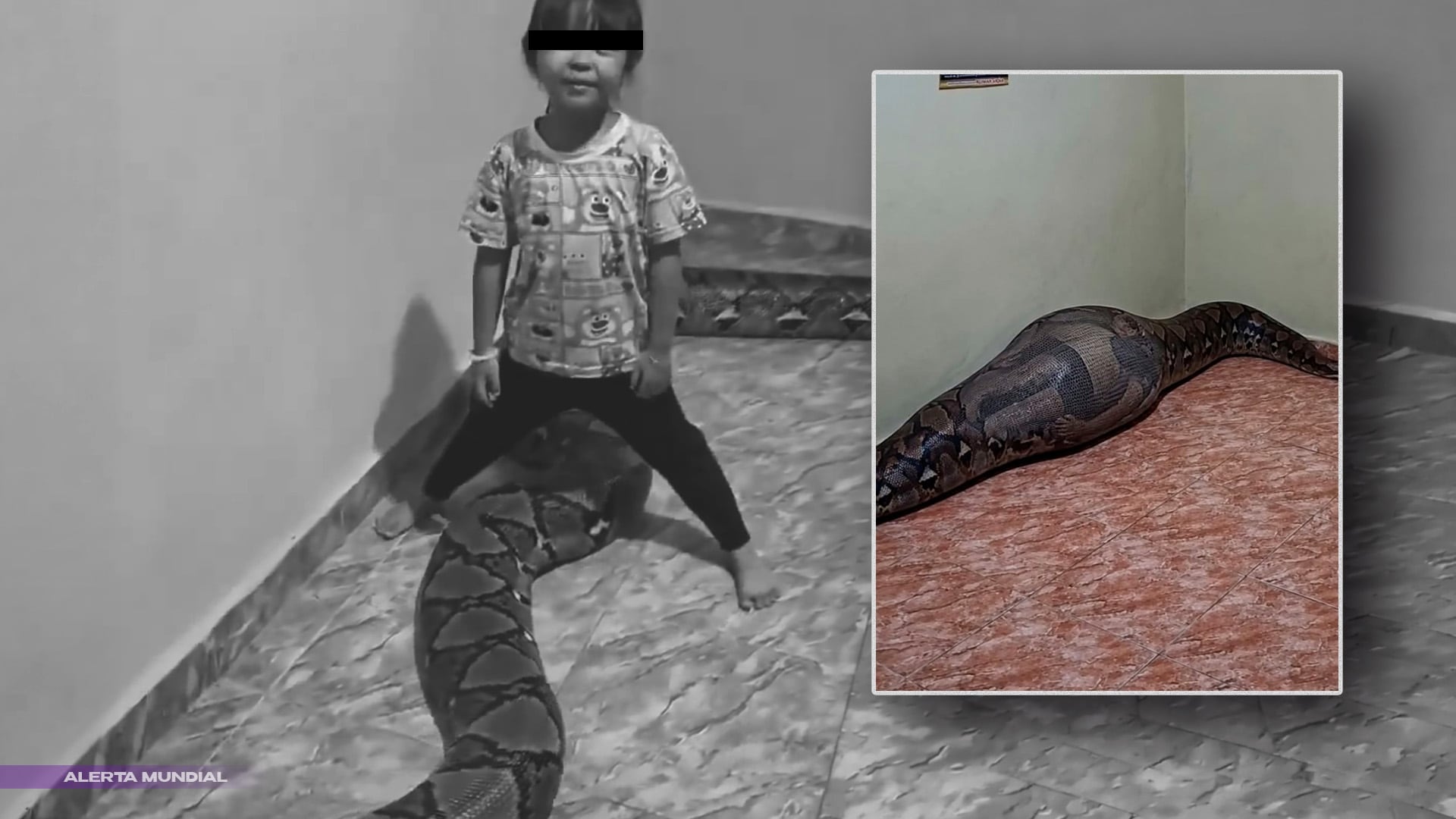VIDEOS SENSIBLES: Pitón gigante devorando a un NIÑA en Vietnam