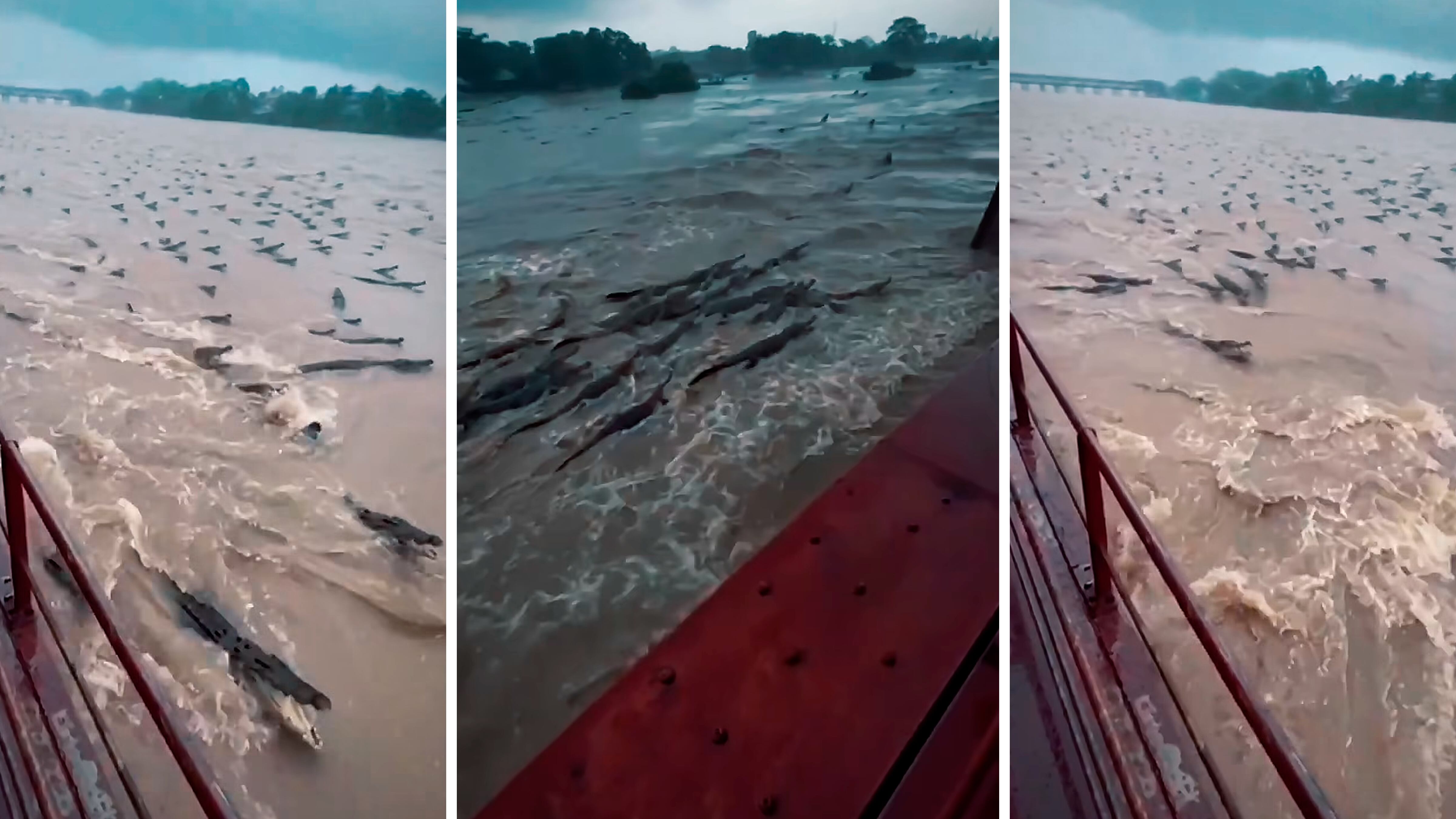 ¿Por qué hay cocodrilos en las calles de la India? Las inundaciones provocan alarma en varias ciudades