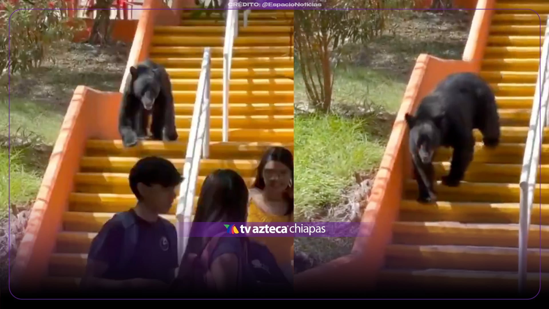 ¿Nuevo estudiante? Oso irrumpe en escuela de Monterrey y se pasea por pasillos y escaleras