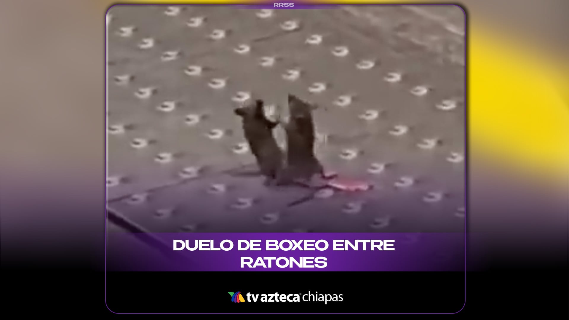 DUELO DE BOXEO ENTRE RATONES