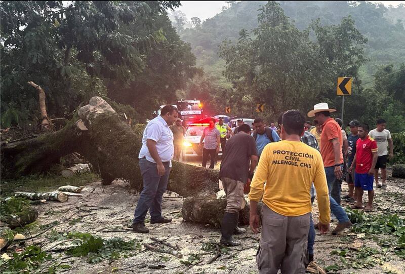 Lluvias en Chiapas dejan árboles caídos